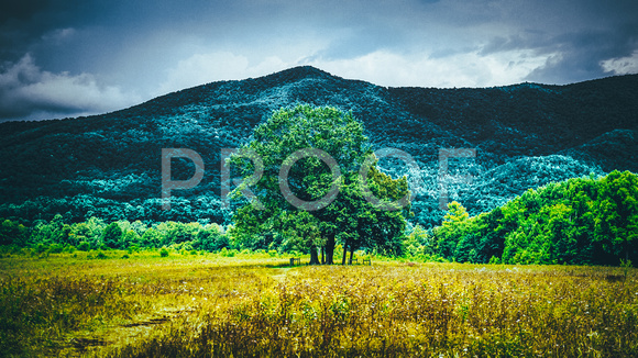 Lone Tree